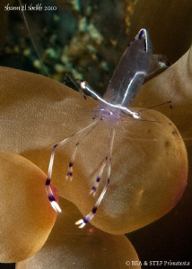 Anemone shrimp. Sharm el sheikh. Canon G10 & Inon D2000. by Bea & Stef Primatesta 